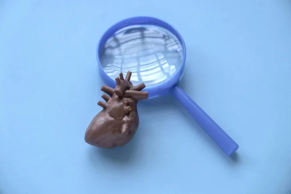 World Heart Day , world hypertension day, Cardiology concept. Healthcare banner. Heart model and magnifying glass.