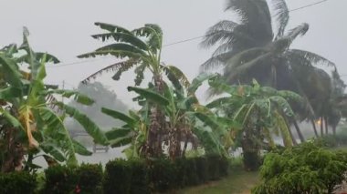 Yağmurlu bir günde Malezya Köyünde Ağaçların Arasında Yağmur ve Rüzgar