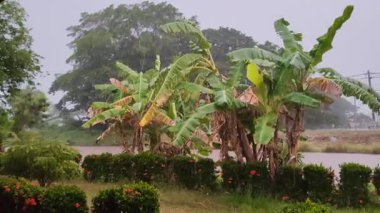 Kırsal bir ortamda Muz Ağaçları ve Tropik Yapraklara Yağan Yağmur