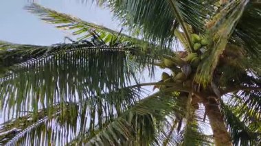 Temiz bir gökyüzüne karşı yeşil hindistan cevizi yüklü canlı hindistan cevizi palmiyesi