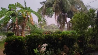 Kırsal bir ortamda Muz Ağaçları ve Tropik Yapraklara Yağan Yağmur