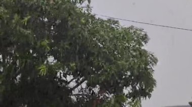 Bereketli Yeşil Ağaç Tepeciğinin Yakın Çekimi Tropikal Yağmur Yağmuru Altında