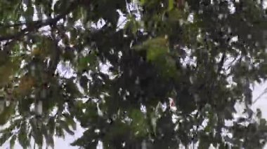 Bereketli Yeşil Ağaç Tepeciğinin Yakın Çekimi Tropikal Yağmur Yağmuru Altında