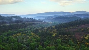 Uçan İHA görüntüsü yeşil yoğun kozalaklı çam ormanı çayırlık doğa yaz çimenli dağ yamaçları Portekiz karayolu boyunca dağlık arazi gezisi doğa yürüyüşü her yere gider.