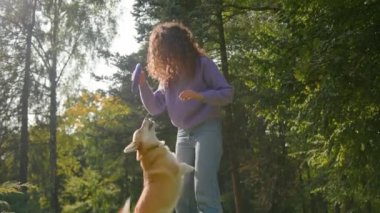 Mutlu küçük köpek Welsh Corgi çimlerin üzerinde bir kadınla oynuyor kadın hayvan sahibi eğitmen cynologst usta oyuncu altın köpek yavrusu atlıyor şehir parkının dışındaki oyuncak lastik halkayı yakalamaya çalışıyor