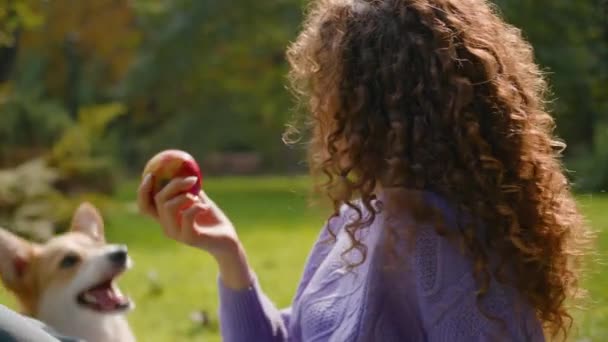 遊び心のある小さな犬 Welsh Corgi と遊ぶ少女コーカサス州の女性ハンドラーは自然公園のピクニックで果物を食べる 屋外のおかしいおかしなふわふわの子犬を噛むリンゴのペットフード犬は楽しい親友を持つトリート — ストック動画