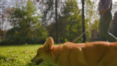 Sevimli küçük altın pembroke galsh corgi şehirde bayan sahibiyle yürüyor. Tımarlanmış tüylü köpek tasması üzerinde yürüyor çimenleri kokluyor mutlu köpek yavrusu gibi parkta koşuyor.