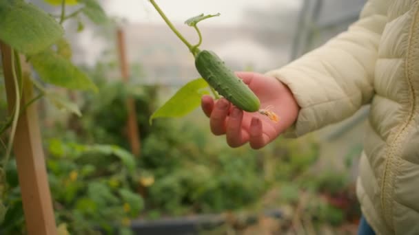 Meisje Dat Komkommer Aanraakt Kas Botanische Teelt Tuin Groei Groente — Stockvideo