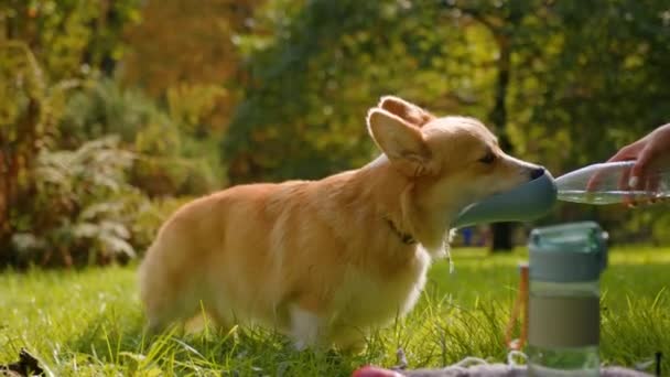Διψασμένο Μικρό Σκυλί Welsh Corgi Πίνοντας Φρέσκο Νερό Από Μπουκάλι — Αρχείο Βίντεο