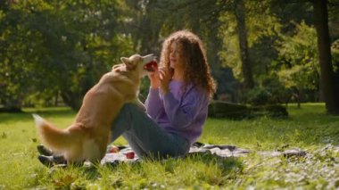Mutlu Galli Corgi Köpeği yaz mevsiminde kadın sahibiyle oynuyor. Şehir parkında, beyaz kadın idareci oyuncu, yaramaz, açık havada elma yiyen neşeli köpek yaşam tarzı komik köpek yavrusu eğitiyor.
