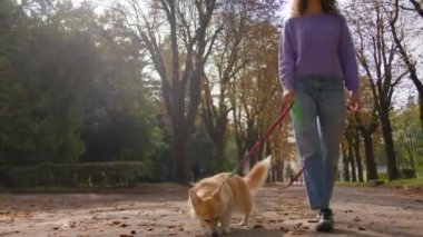 Sonbahar parkında kız idareciyle tasmalı safkan güveç corgi 'niz kutlu olsun. Tanınmayan kadın evcil hayvan sahibi küçük tüylü yavru köpekle birlikte şehirde geziyor.