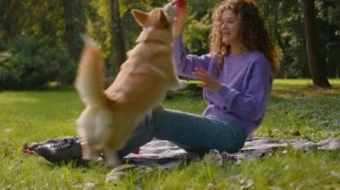 Aktif oyuncu köpek Welsh corgi kadın idarecisiyle oynuyor hayvan sahibi kadın çimen üzerinde yaz hayvan eğitimi elma sever köpek yavrusu ısırma ile parkta mutlu evcil hayvan yaşam tarzı