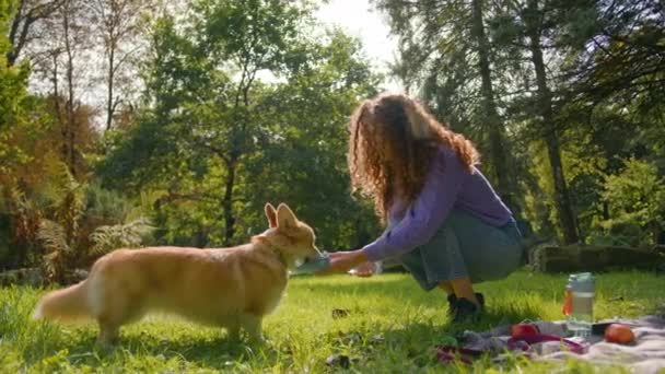 Anjing Haus Welsh Corgi Minum Air Haus Taman Musim Panas — Stok Video
