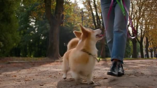 女性ハンドラー犬の飼い主は 外の秋の公園で散歩中にペットでストライドします 未知の女性の足のクロップショットは 子犬と歩く小さな遊び心のあるスマートなウェールズのコルギ市内で家畜のトレーニング — ストック動画