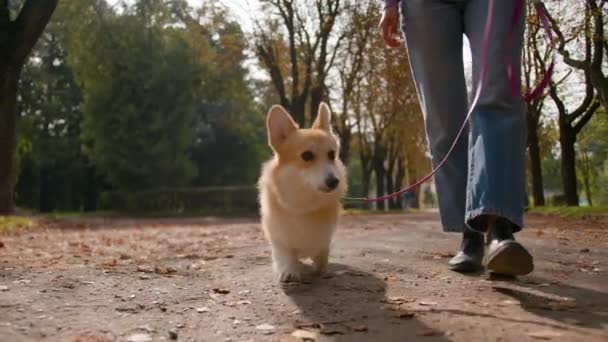 Primer Plano Lindo Cachorro Corriendo Con Correa Parque Otoño Recortado — Vídeo de stock