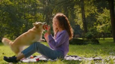 Beyaz kız, şehirde köpekle oynayan sevimli köpek yavrusuyla oynuyor. Kadın idarecisi, evcil altın galli Corgi 'yi çim parkında meyve pikniğiyle besliyor. Birlikte eğleniyorlar.