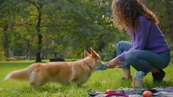 Kobieta Handler Kobieta Dać Wody Mały Przyjaciel Pies Walijski Corgi — Wideo stockowe