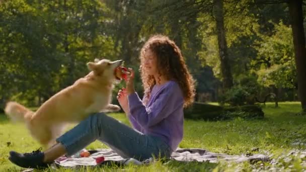 Καυκάσιος Κορίτσι Παίζει Σκυλί Παιχνιδιάρικο Χαριτωμένο Κουτάβι Στην Πόλη Εξωτερικούς — Αρχείο Βίντεο