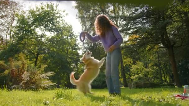 コーカサス人女性の皮膚科医ハンドラーは リングペットおもちゃ屋外でアクティブな子犬と遊ぶプロの動物トレーナーと金のウェールズのコルジをトレーニング 自然幸せな国内犬は 都市公園の草の上にジャンプ — ストック動画