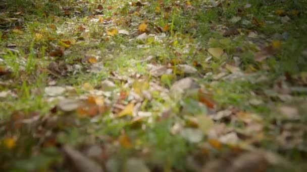 Powolny Aparat Ruch Zielony Jesień Trawnik Wielorasowy Mężczyzna Kobieta Chłopak — Wideo stockowe