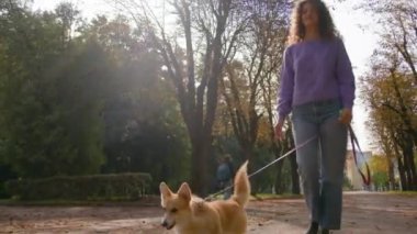 Beyaz kadın köpek gezdirici, tasmalı şirin bir köpek yavrusuyla sonbahar parkında geziyor. Genç kız, idareci, hayvan sahibi, güzel bir evcil hayvanla geziyor. Corgi cinsi köpek yavrusu.