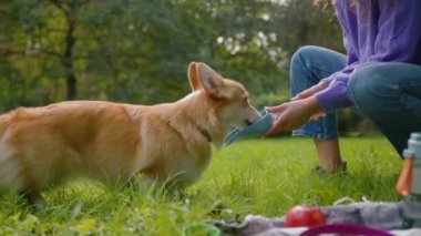 Şirin köpek Welsh corgi, çimenlerin üzerinde şişeden su içiyor. Kimliği belirsiz kız, evcil hayvan bakıcısı. Küçük köpek yavrusuna su veriyor.