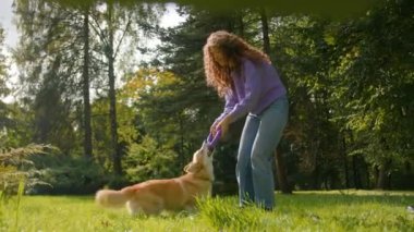 Oyuncu köpek Welsh corgi, beyaz kadın idareci cynologist ile oynuyor. Çimenlerde plastik yüzük oyuncağıyla tüylü altın köpek yavrusu eğitiyor. Doğa parkında hayvan eğitmeni.