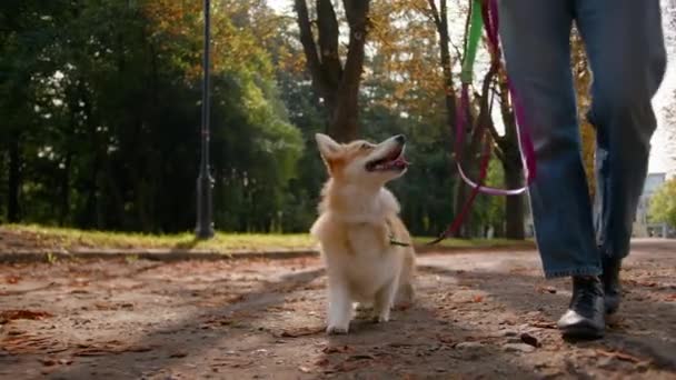 クロップショット未知の女性ハイカーフィートは 女性の足のガールオーナーのクローズアップシティパークでリーシュで小さな犬と行くかわいい子犬ホルシュコルギ品種ペット犬と行く秋の自然 — ストック動画