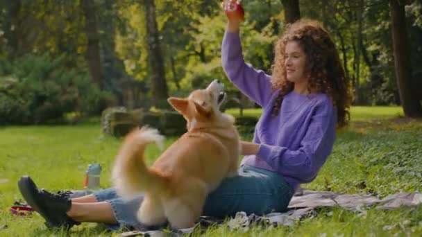 공원에서 명령을 잔디에 활기찬 사랑스러운 동물을 핸들러를 잡으려고 재미있는 웨일스어 — 비디오