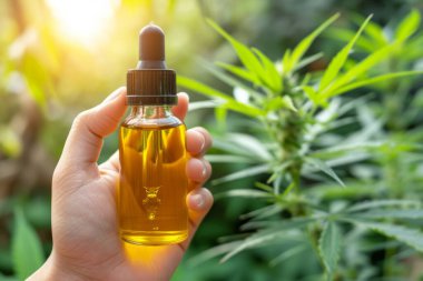 Elinde cbd matarası kenevir alternatif ilaç kenevir yağ pipo esrarı ot narkotik bitki ilaç şişesi cannabidiol bağımlılık yapıcı yasal marihuana organik ot