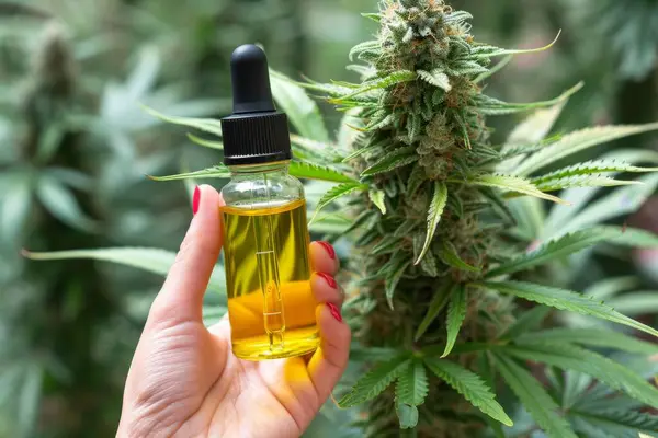 Hand Holding Cbd Flask Cannabis Herbal Alternative Medicine Hemp Essential — Stock Photo, Image