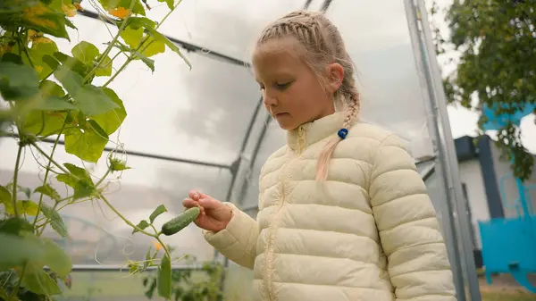 小女孩看起来种植成熟的黄瓜接触蔬菜温室季节性收获生态健康食品小学生对植物学里面的有机天然产品营养感兴趣 — 图库照片
