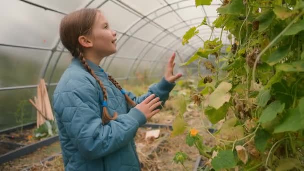 Little European Girl Learner Admire Touch Leaves Plant Nature Cucumber — Stock Video