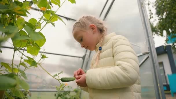 植物を見ている小さな少女は 野菜に触れる熟したキュウリを育てました 季節の収穫 生態学的な健康食品 子供の女子高生 オーガニック天然製品栄養の内部のボタニーに興味を持って — ストック動画