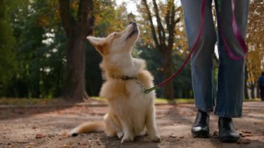 Kırpılmış atış kimliği belirsiz kadın idarecisi küçük bir köpekle birlikte parkta yürüyor tatlı Corsh Corgi pembroke köpeği sahibinin emirlerini bekliyor sevimli itaatkar köpek yavrusu akıllı evcil hayvan eğitimi