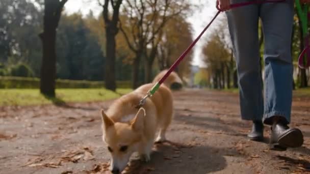 Close Little Small Lovely Puppy Welsh Corgi Going Guinzaglio Park — Video Stock