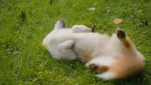 Игривая Собака Валлийский Корги Pembroke Породы Щенок Прокатки Газону Газона — стоковое видео