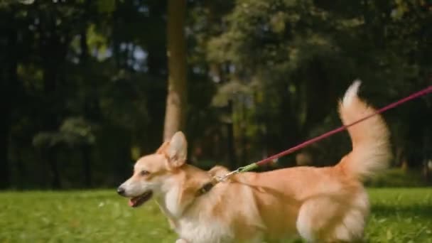 Bonito Filhote Cachorro Dourado Galês Corgi Pembroke Andando Coleira Grama — Vídeo de Stock