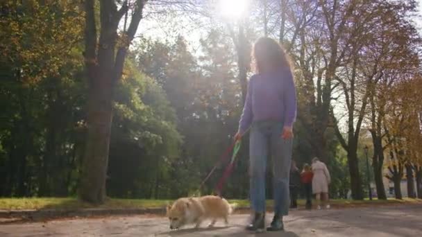 白人女性の女性ハンドラーペットの飼い主は 街路ウェールズのコルギ人形の子犬を散歩している女性の小さなかわいい犬と歩いています 毎日の散歩秋市公園の休日 — ストック動画