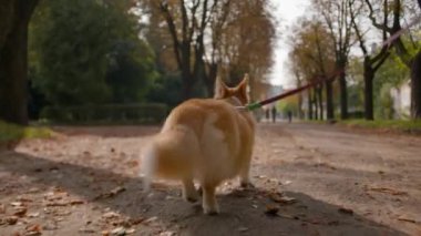 Küçük köpek yavrusu altın rengi Galler Corgi Pembroke köpek evcil hayvan tüylü kuyruklu küçük pençeli şehir parkında yürüyen sevimli itaatkar yavru köpek tasması takın açık hava sahibiyle