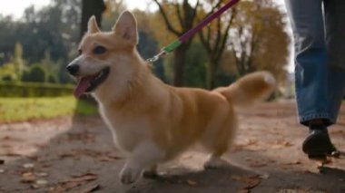Yakın arkadaş, sevimli köpek yavrusu, Corgi Pembroke köpek. Parkta tasma takıyor. Kadın bacakları tanınmaz halde.