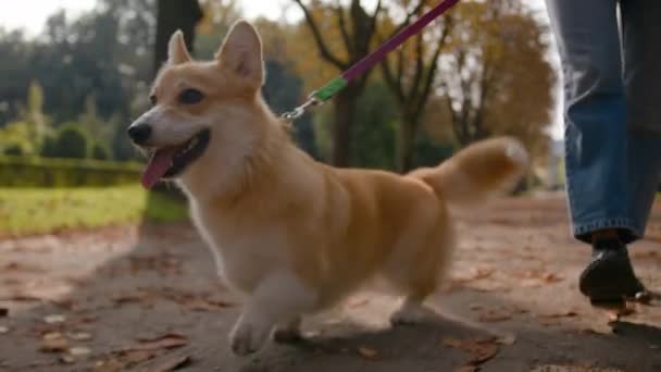 Close Pequeno Amigo Lindo Filhote Cachorro Galês Corgi Pembroke Cão — Vídeo de Stock