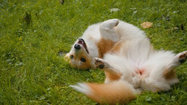 Oyuncu köpek Welsh corgi pembroke yavrusu çimenlerin üzerinde yuvarlanıyor bahçe bahçesi aktif evcil hayvan mutlu küçük altın köpek yavrusu sahada tasasız evcil hayvan hayatı için emir veriyor.