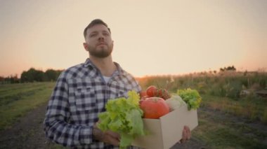 Kafkasyalı erkek erkek çiftçi zengin hasat ellerini karton kutuya taşıyor taze taze toplanmış sebzeler kırsal alanda günbatımı tarlalarında tarım çiftliği hasat ediyor.