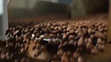 Düşen sıcak, kavrulmuş kahve çekirdekleri fabrikadaki kavrulma makinesinden dökülüyor. Otomatik mekanizmadan dökülen koyu kakao taneleri üretiliyor.