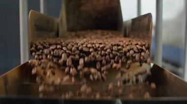 Modern fabrikadaki endüstriyel kızartma makinesinden fırlamış kahve çekirdeklerini kapatın kahverengi aromatik kakao taneleri otomatikman gıda üretim tesisinde konteynır üretimine dökülüyor.