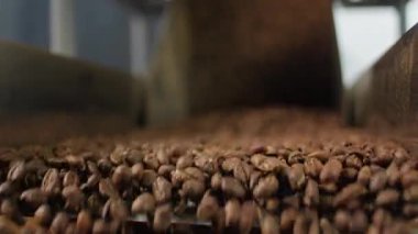 Modern fabrikadaki endüstriyel kızartma makinesinden fırlamış kahve çekirdeklerini kapatın kahverengi aromatik kakao taneleri otomatikman gıda üretim tesisinde konteynır üretimine dökülüyor.