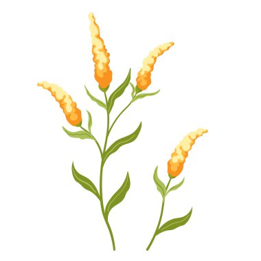 Meadow sarı mimoza çiçekleri. Beyaz bir arka planda, yemyeşil yapraklı sarı ve turuncu Celosia çiçeklerinin canlı bir çizimi. Bu zarif botanik vektörü çiçek için mükemmeldir.