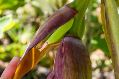 Açık hava bahçesinde büyüyen genç bir mısırın yakın plan çekimi - muz bitkisi