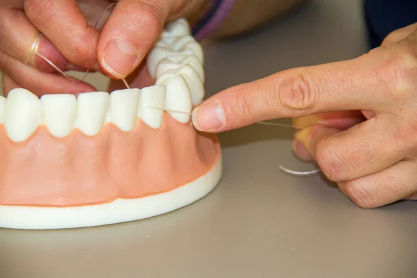 tooth with a dental model with dental floss - shows proper tooth cleaning